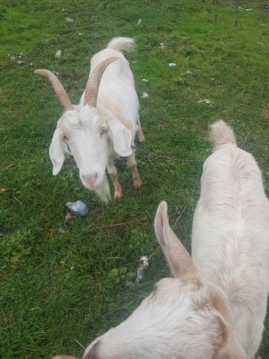 Animale domestice capre