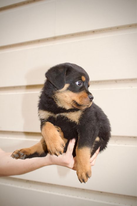 Продам щенков ротвейлера. От родителей чемпионов с родословной