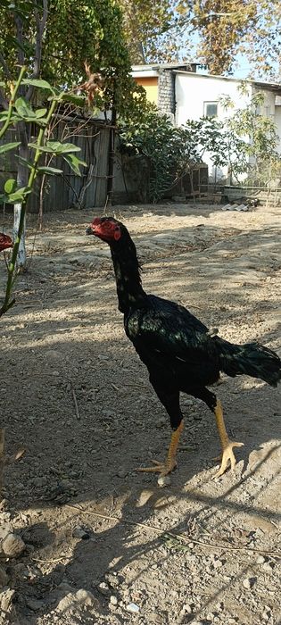 Ешига тулди туловда биринчи тулов немис гиррачи