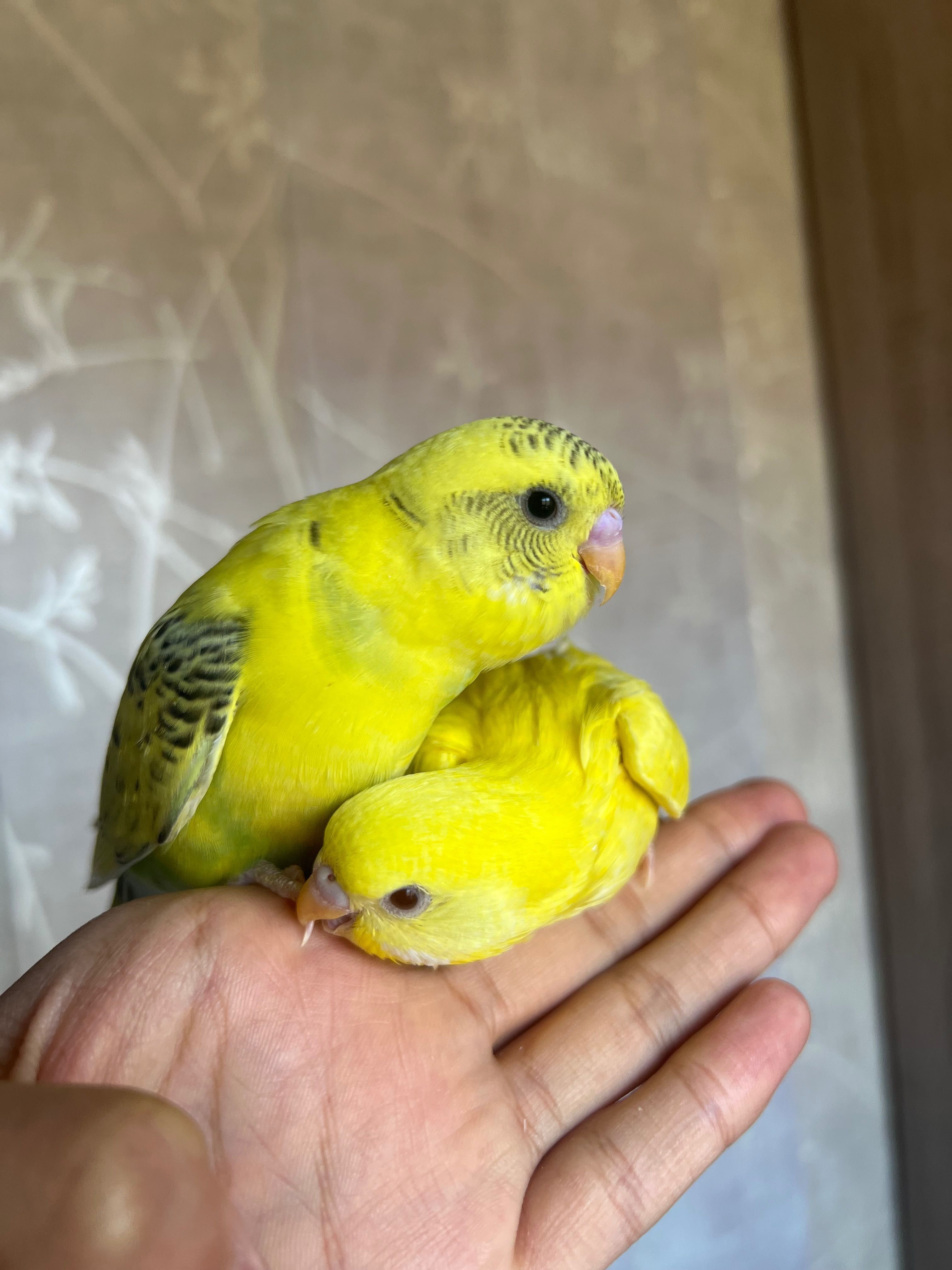 Popugaychiki judayam shirin yoqimtoy Valnisti попугай волнистый