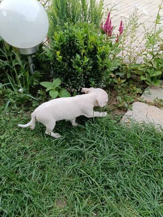 Chihuahua mini pui