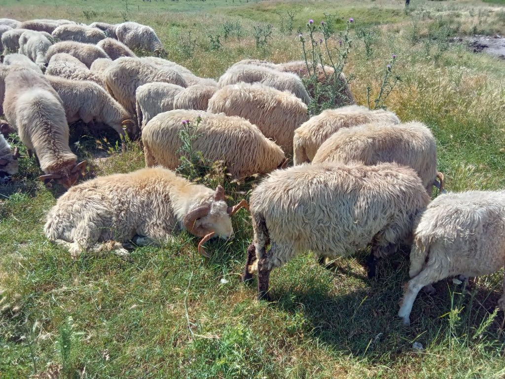 Berbeci oi de ținut și miei
