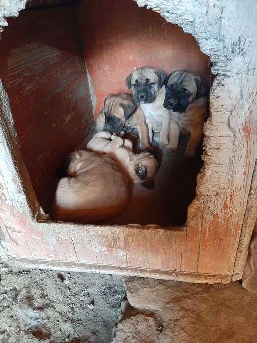 Продавам малки кученца Кане Корсо,бели и жълти.