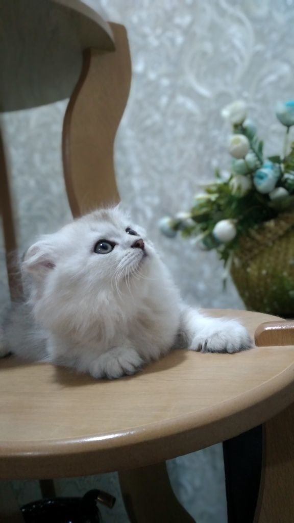 Серебристые Котята