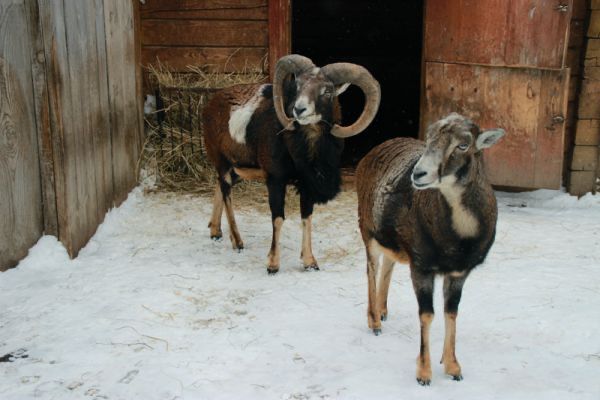 Продам баранов не дорогу