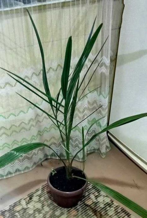 Продам. Финиковая пальма - символом богатства, благополучия, мира .