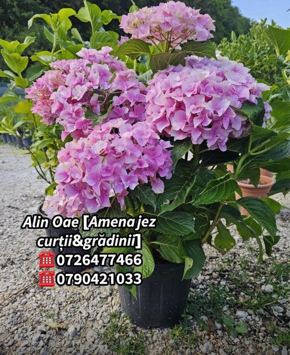 Plante decorative calitate