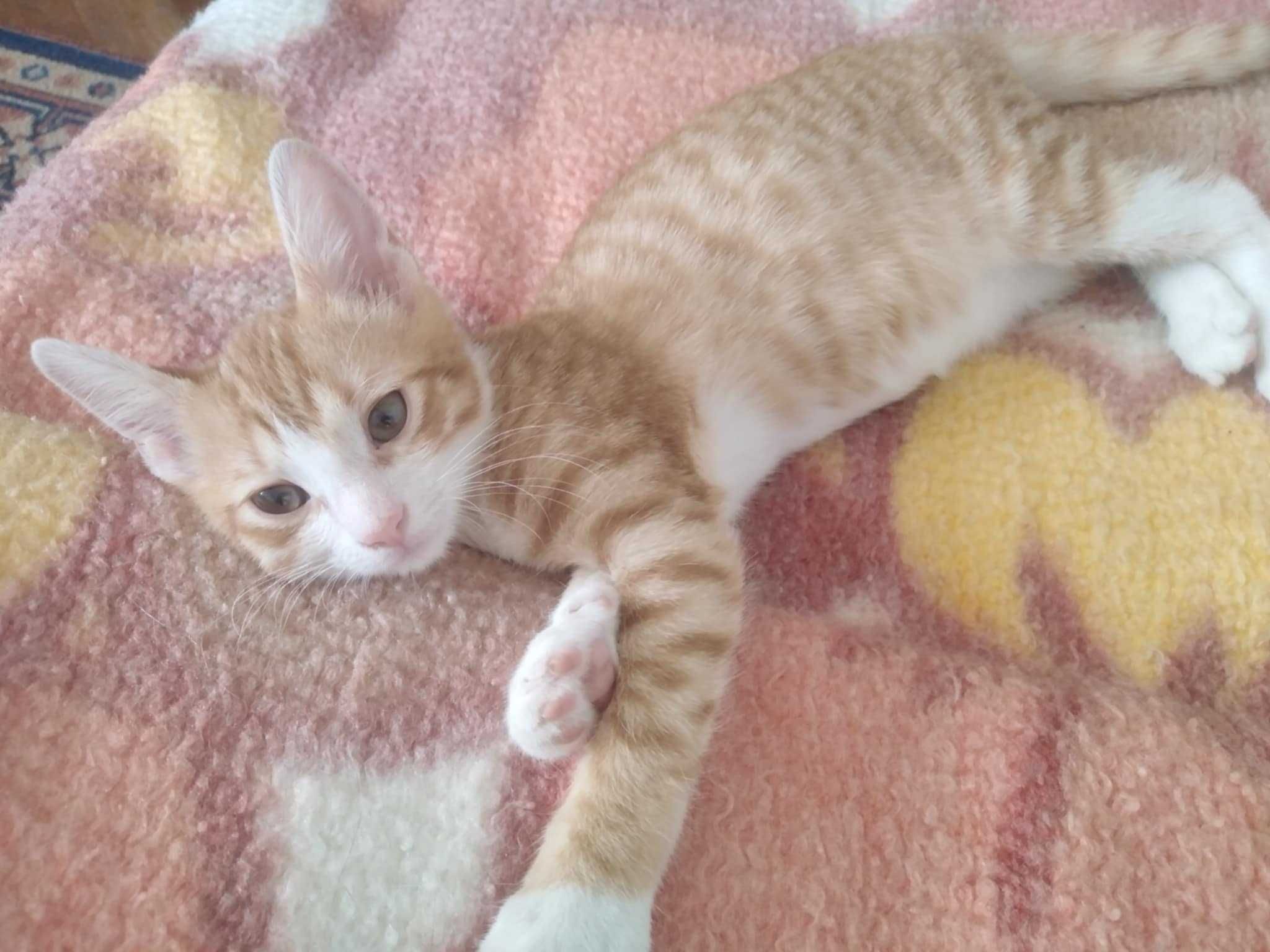 Две котенца търсят дом