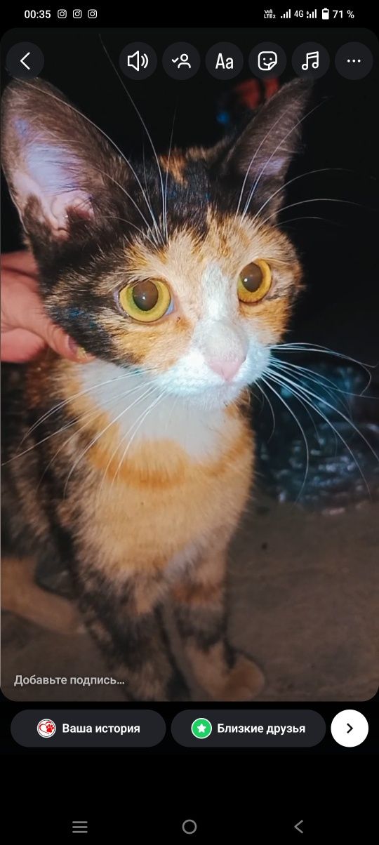 Красивый котенок ищет дом