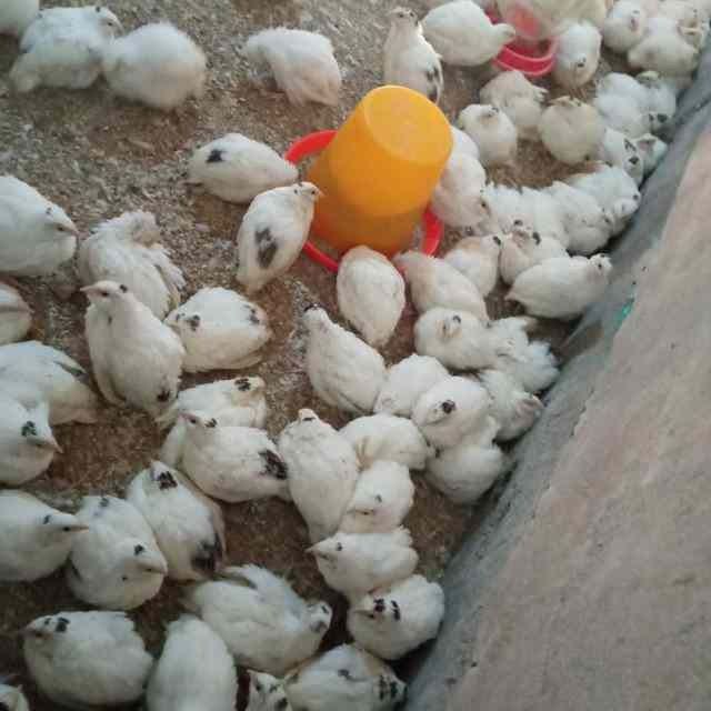 Бедана сотилади    донага кг