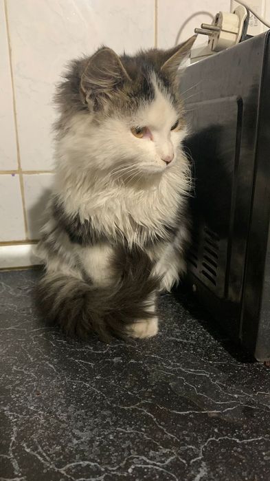 Отдадим в добрые руки кошечку