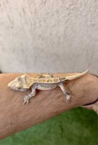 Crested Gecko - Correlophus ciliatus - Gecko cu creastă