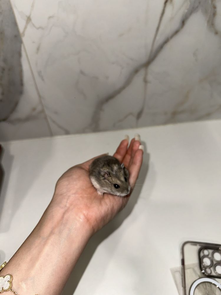 Хомяк джунгарский