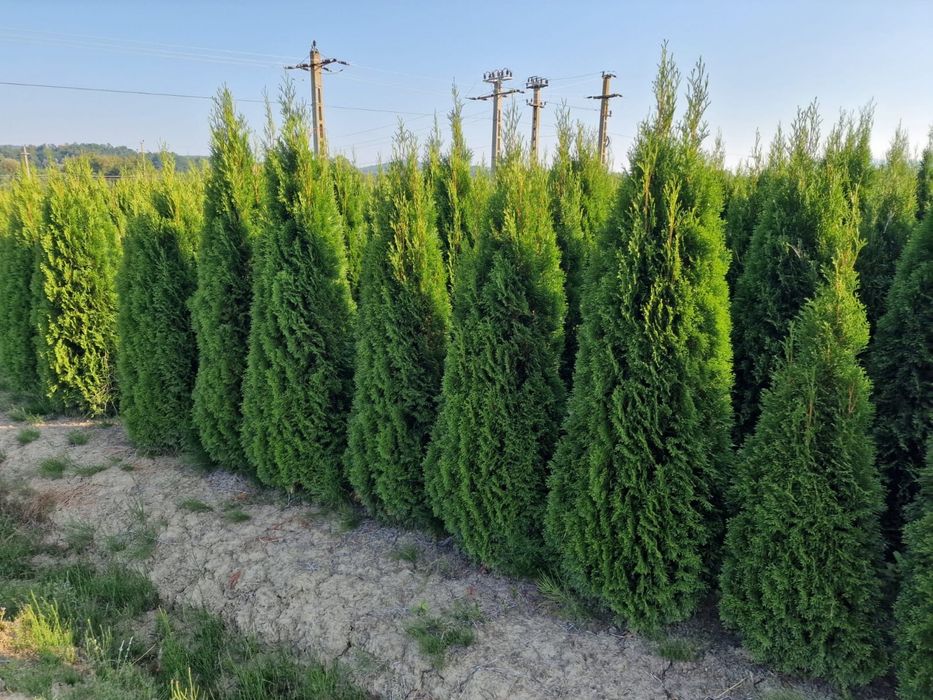 Tuia smaragd ( thuja ) calitate extra