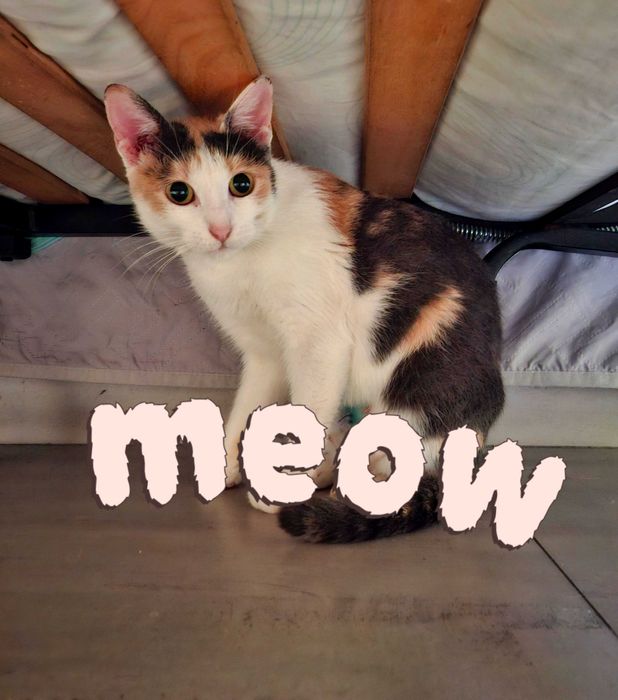 Adoptie pisica calico castrata Zada