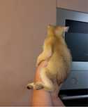 Котик кошка золотая шиншилла скотиш фолд страйт британская кот кошка
