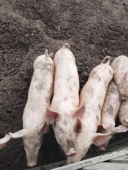 Продавам прасета за угояване