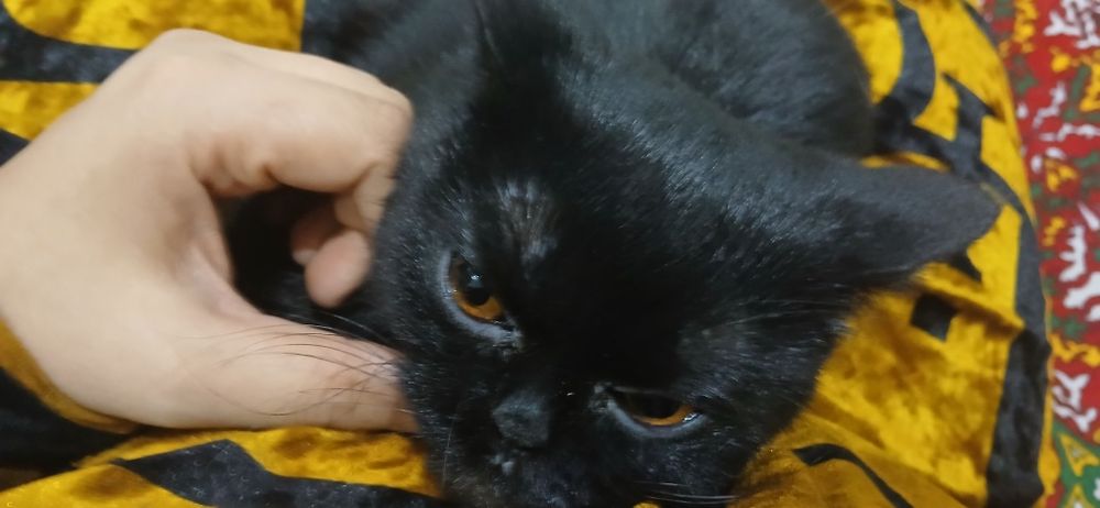 Отдам даром в хоршие руки черная британка забирать из дома