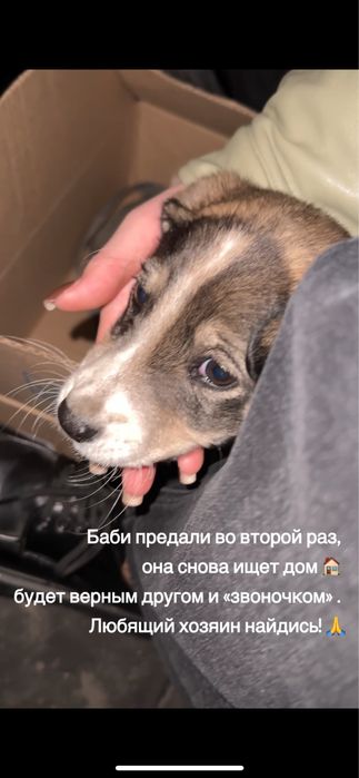 Собачка Баби ищет дом, хороших хозяев.