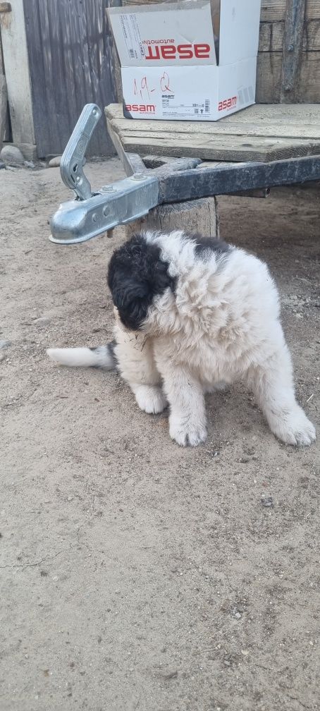 Vând pui de Bucovina