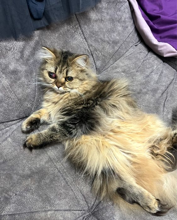 отдам кошку бесплатно