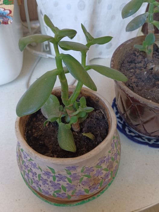 Продам лечебное растение толстяка