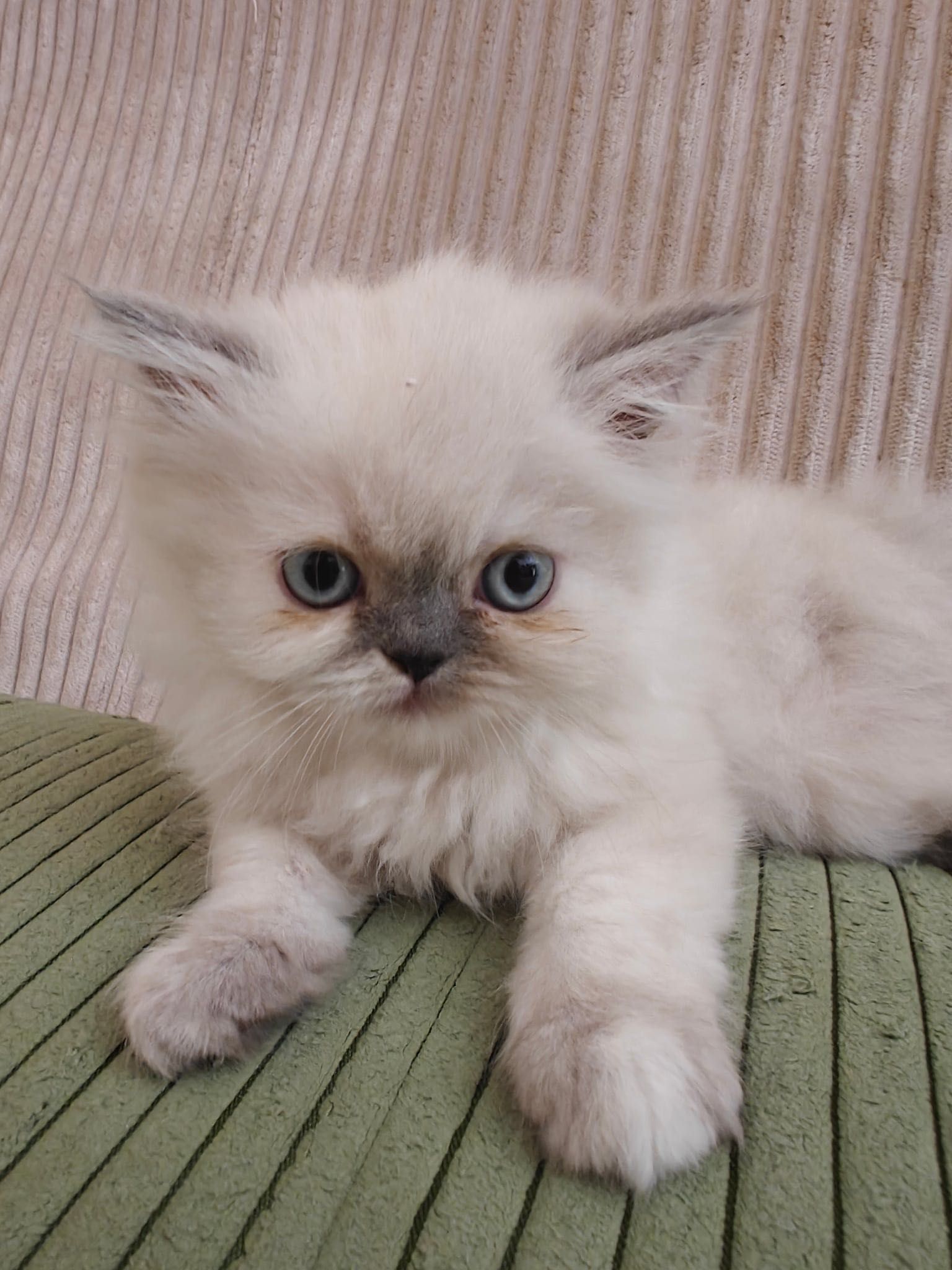 Персийски котенца