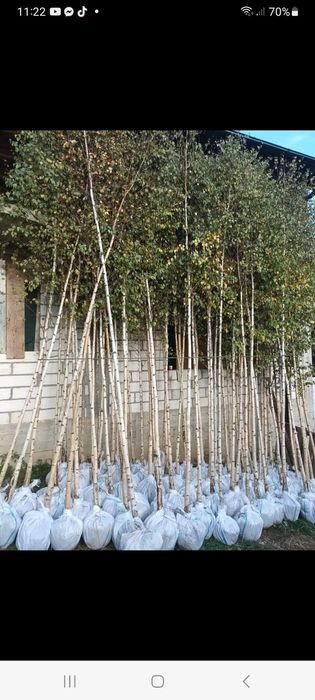 Spirale,mesteacăn,pawlonia