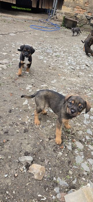 Căței spre Adopție