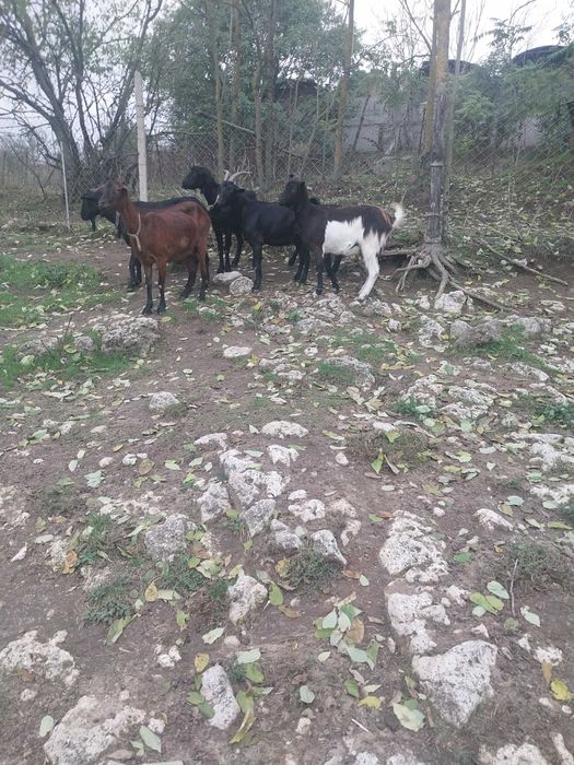 Млади млечни заплодени кози