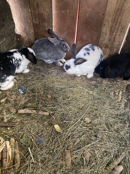 Vând iepuri diferite rase