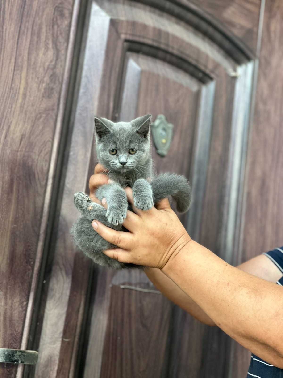 Шотлански котета