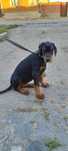 Vând femelă doberman neagra cu pedigree