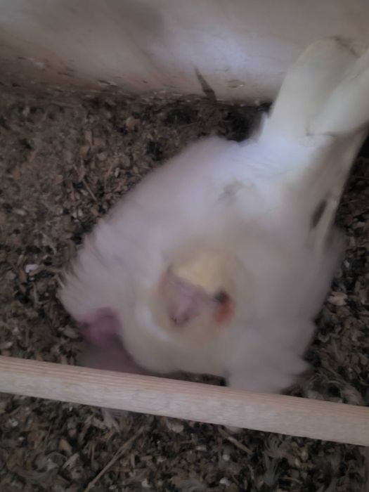 150 min Karella qushlari ruchnoyga orgatishgayam  bolasi bor