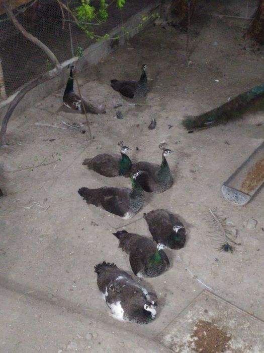 30 та товуслар сотилади