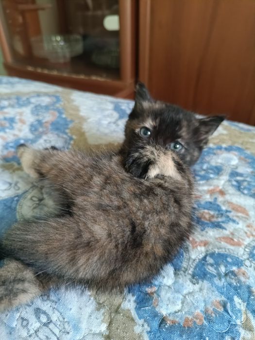 Отдам котёнка бесплатно