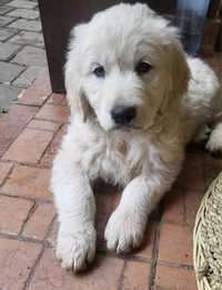 De vanzare mascul Golden Retriever din parinti cu Pedigree