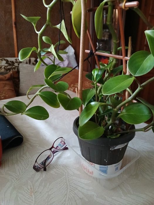 Продам домашнее растение пеперомию великолепную.Листья сочные.плотные.