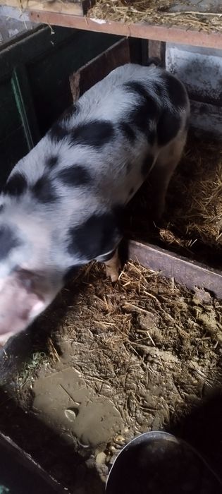 Vând porci  17 lei kg