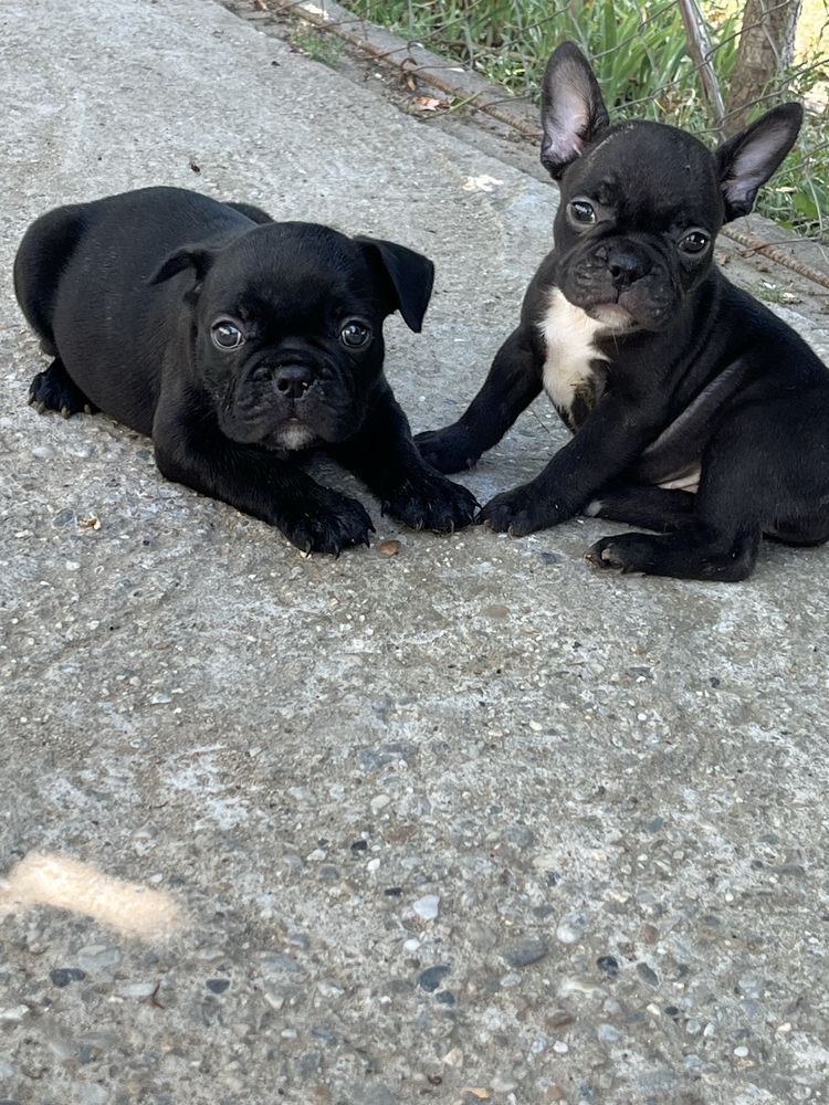 Bulldog francez pui