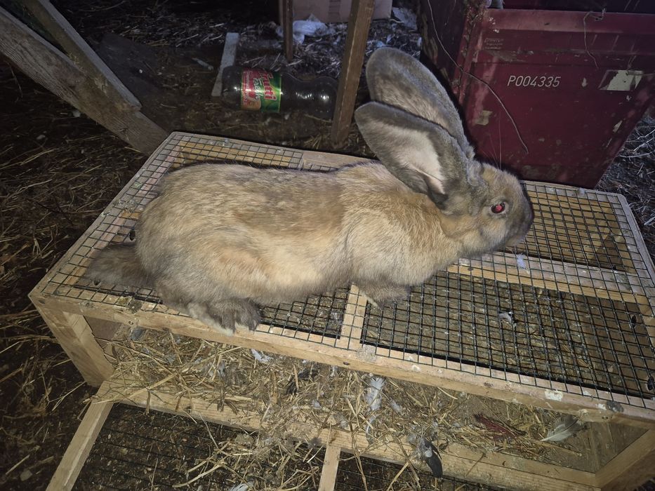 Vând femela uriaș german