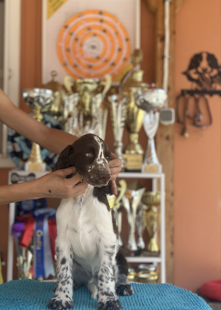 Английски спрингер шпаньол
