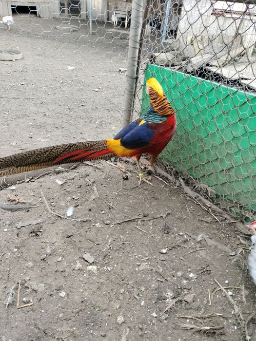 Fazani ,păuni , turturele ,papagali și rațe