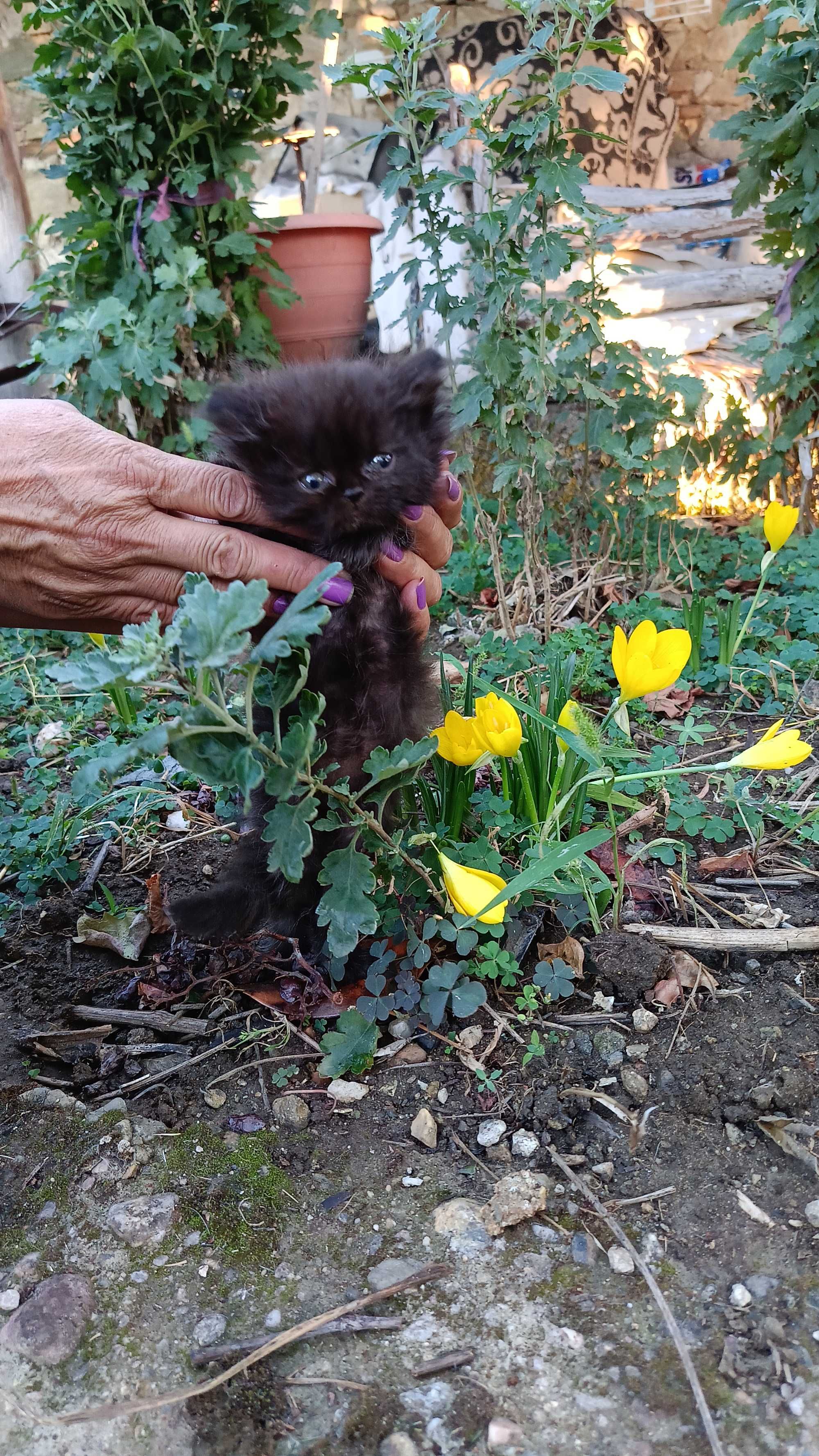 Чистокръвни персийски котета