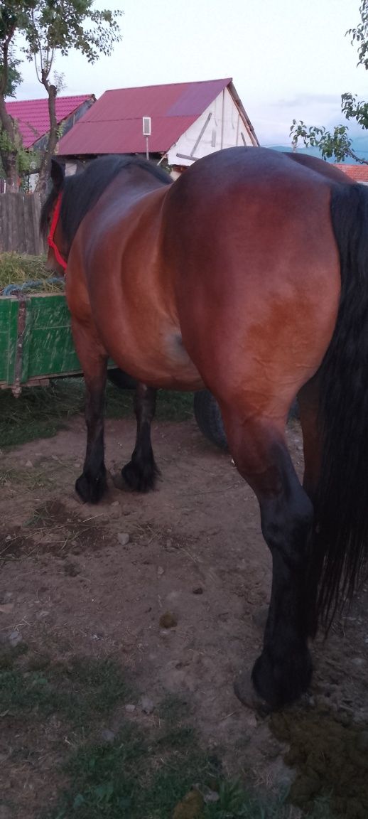 Vând cal castrat de 6 ani