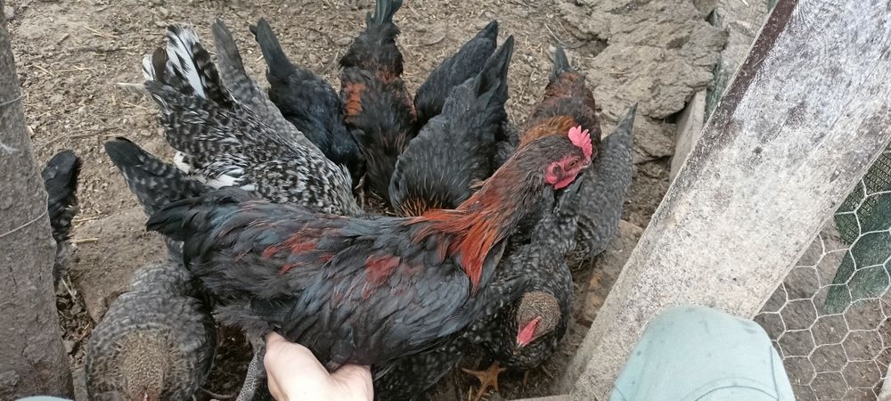 cocosi pitici,vand doar cocosii,gainile le tin pentru mine. 30Lei
