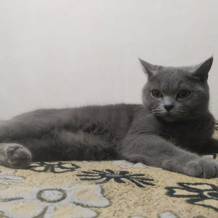 Продам породистую кошку ей 3 года