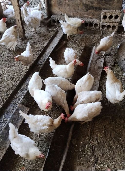 Тову Сенди сотилади соглом