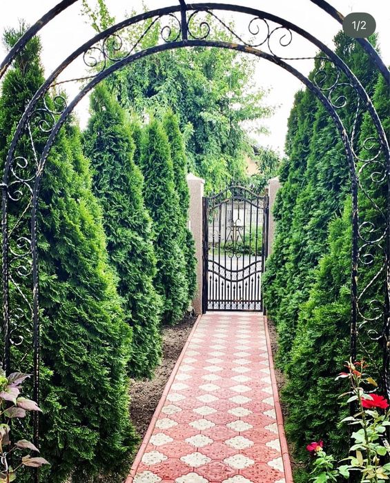 Pergola trandafiri
