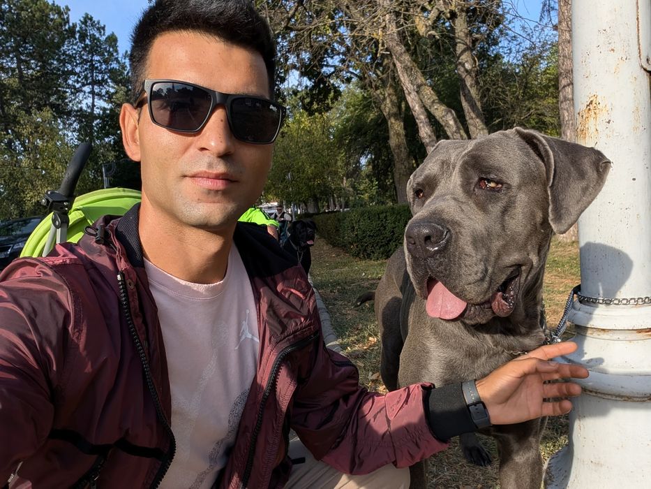 Pui cane Corso , părinți cu Pedigree , PĂRINȚI CAMPIONI